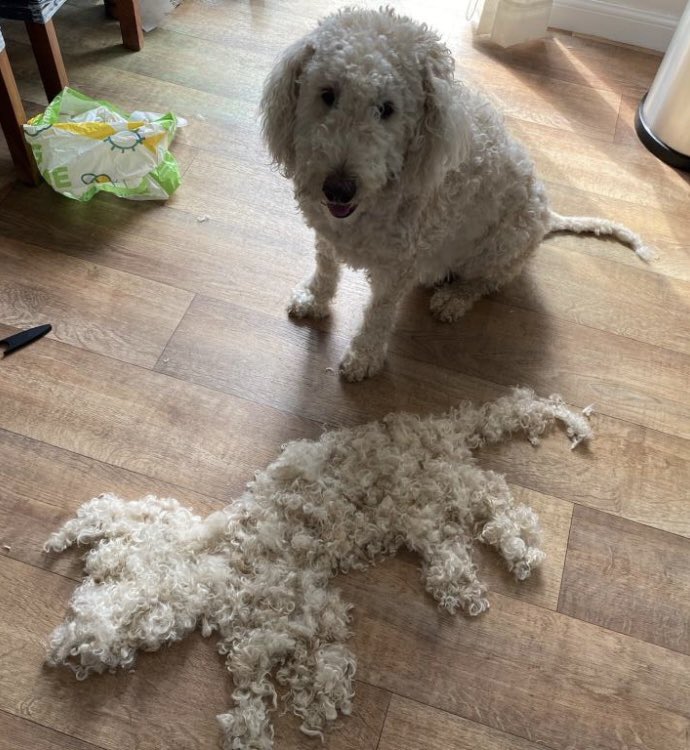 I dunno, I go out to fix the bike for a bit and leave the wife alone with a pair of scissors and the dog... #doodlesoftwitter #labradoodles