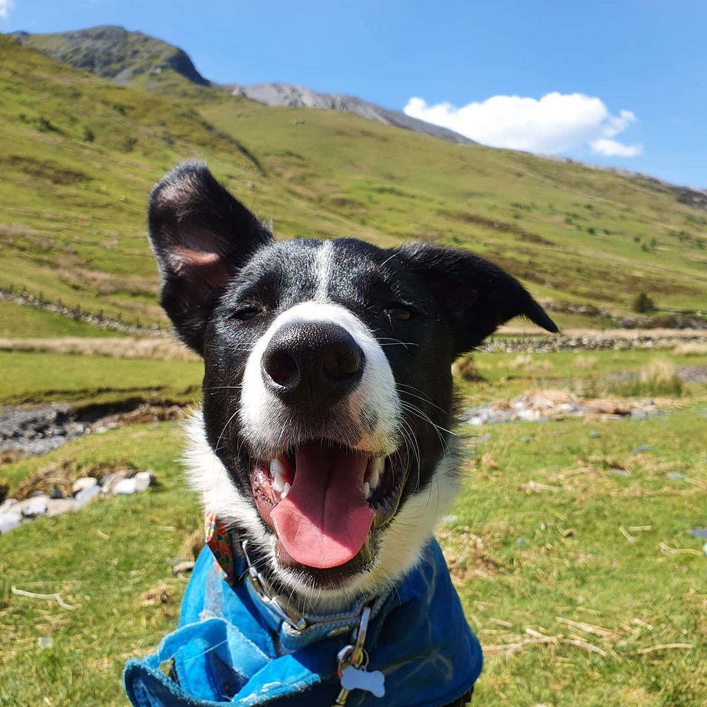 LifeAsACollie's tweet photo. If this isn't the face of a #HappyPuppy I don't know what is #MaxthePuppy #BorderCollie #MaxAdventures https://t.co/wmoHW5R4pi