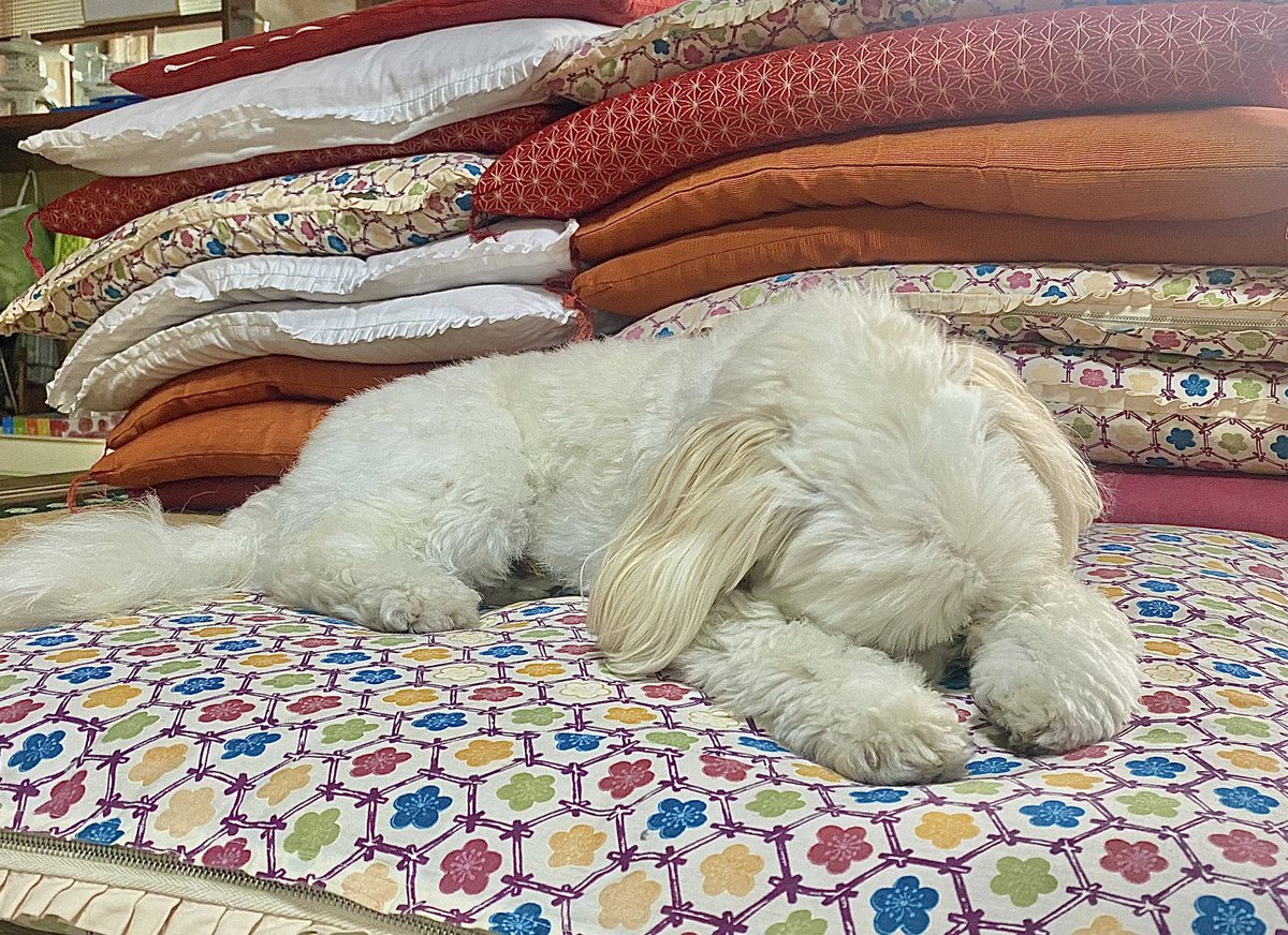 あざと犬 あざと犬