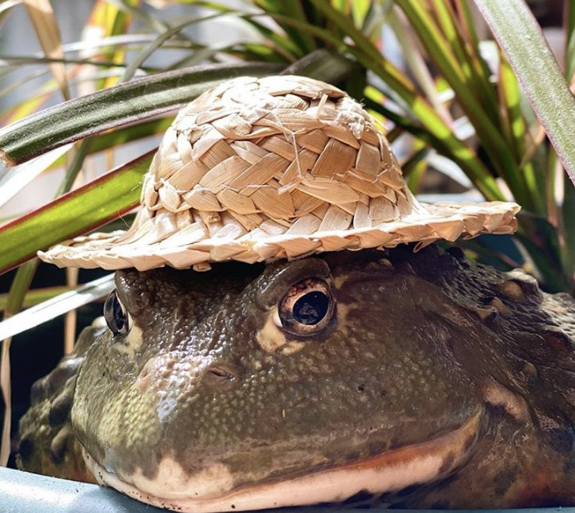 лягушонок в шляпе. лягушонок в шляпе. жабка в шляпе. жаба в шляпе. жаба в шляпе.