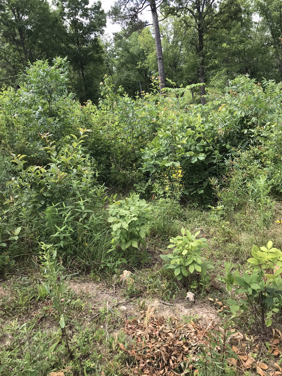 b1e56df9ce6549f's tweet photo. ⏰waiting on berries 🍇 &amp; wild grapes 
🍇Abundance Dance

Cultivating &amp; careful.
🙆‍♀️😏😎😜😊but not too careful 🥺🤗
and the slope?
#Slopelife 
#sustainable
#treeful 
#NotMeUs
#seeds
#nojusticenopeace honest eyes &amp; seeking if but the one who needs
🪡🧵{together} We must 🔥
🗯4 https://t.co/g0cJd4Qn5x