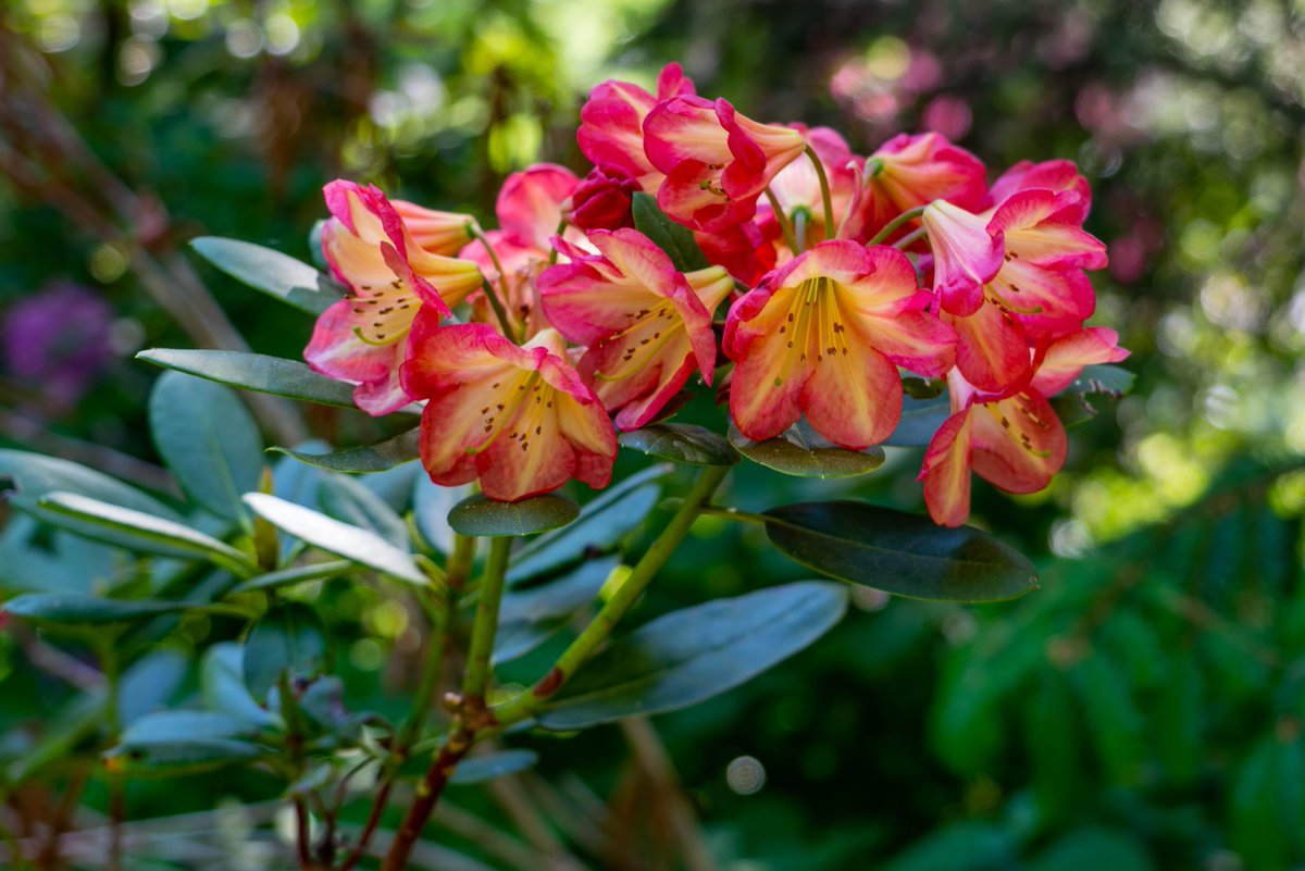Red and Yellow Rhododendron #li #ny #longisland #newyork #spring #may #2021 #spring2021 #may2021 #plantingfields #plantingfieldsarboretum #arboretum #flower #flowers #rhododendron #red #yellow #pink #flora photo from the Flickr app:
flic.kr/p/2m2B7mG
