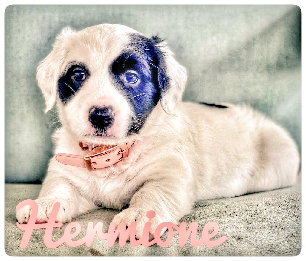 Take Paws Rescue tweet media