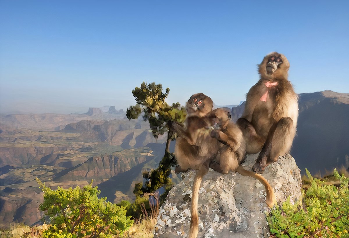 VColoridos's tweet photo. Algumas fêmeas grávidas, abortam seus embriões na presença de um novo macho.Mas pq isso acontece? - #BioThreadBR #BruceEffect
#Descrição: Uma fêmea de macaco-de-coração-em-sangue e seus dois filhotes sentados numa pedra, ela têm uma marca rosa no peito por isso o nome. https://t.co/AkRIJyUKnD
