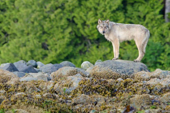 Rainmaker1973's tweet photo. There are wolves in British Columbia known as "sea wolves": 90% of their food comes from the sea. They have distinct DNA setting them apart from interior wolves and they're entirely dedicated to the sea, swimming several miles everyday in search of seafood https://t.co/xtBeAWamt6 https://t.co/APCjygByUZ
