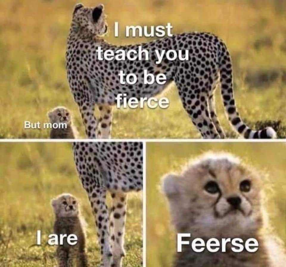 WholesomeMeme's tweet photo. https://t.co/VCTTBMTmX6