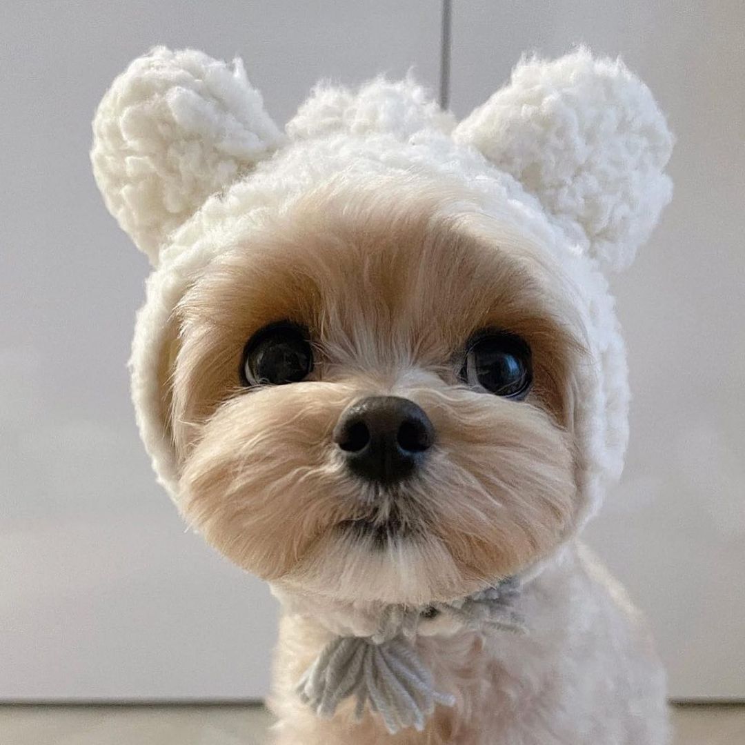 OfficialPLT's tweet image. TOO CUTE 😍