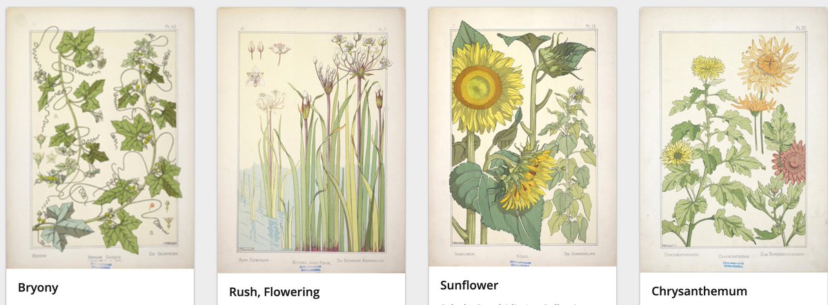 Europeanaeu's tweet photo. Explore this gallery featuring #BotanicalDrawings from  @ScholaGraphidis created by our user Intono
➡️https://t.co/DfMiq9tood
Feel like creating your own gallery and sharing it with the world? Here's how➡️https://t.co/XskikI8rzc https://t.co/YYrDIuA2xO