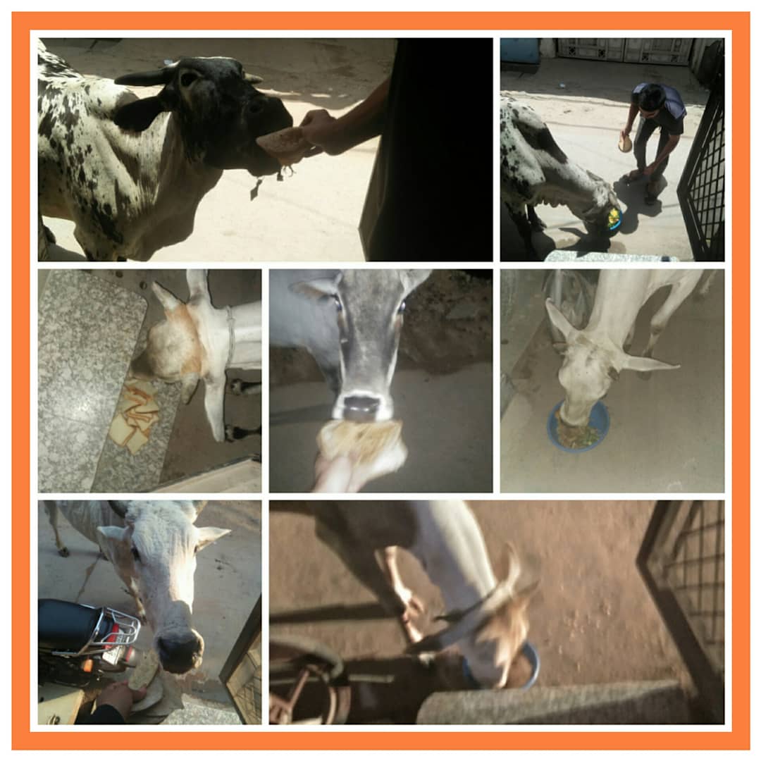 the_oscar_fdn's tweet photo. #72 sunday special 💞
#wefeedeveryday #sundayspecial #weloveanimals #animalsactivist https://t.co/NWlcI6RFcL