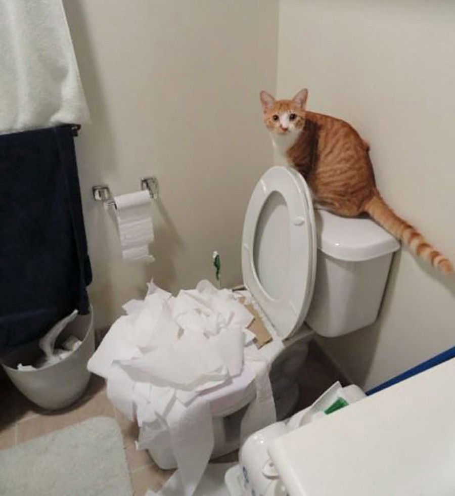 PerritoMaloo's tweet photo. - Puedo explicarlo... https://t.co/tVrEyinKXX