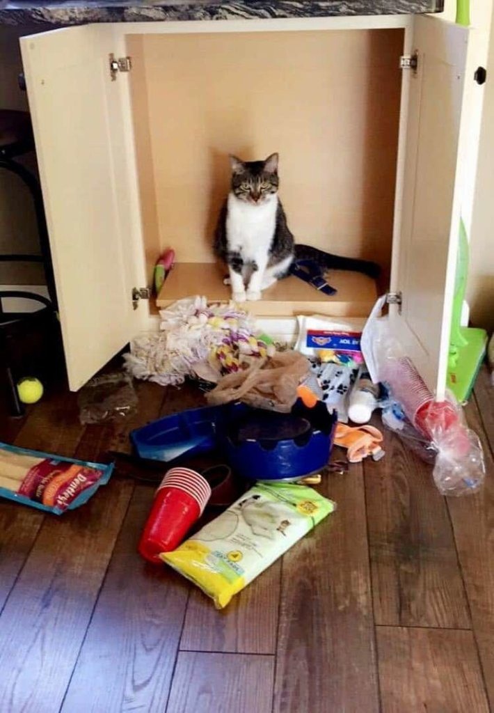 PerritoMaloo's tweet photo. - Puedo explicarlo... https://t.co/tVrEyinKXX