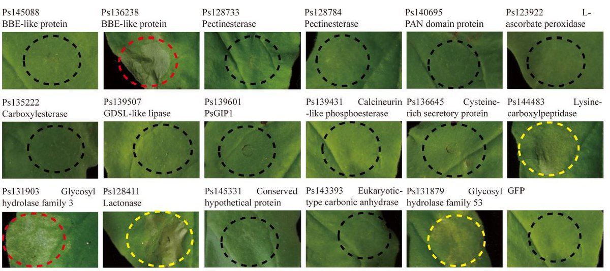 Phytophthora sojae apoplastic effector AEP1 mediates sugar uptake by mutarotation of extracellular aldose and is recognized as a MAMP #PlantSci #PlantImmunity buff.ly/34pT1Z1