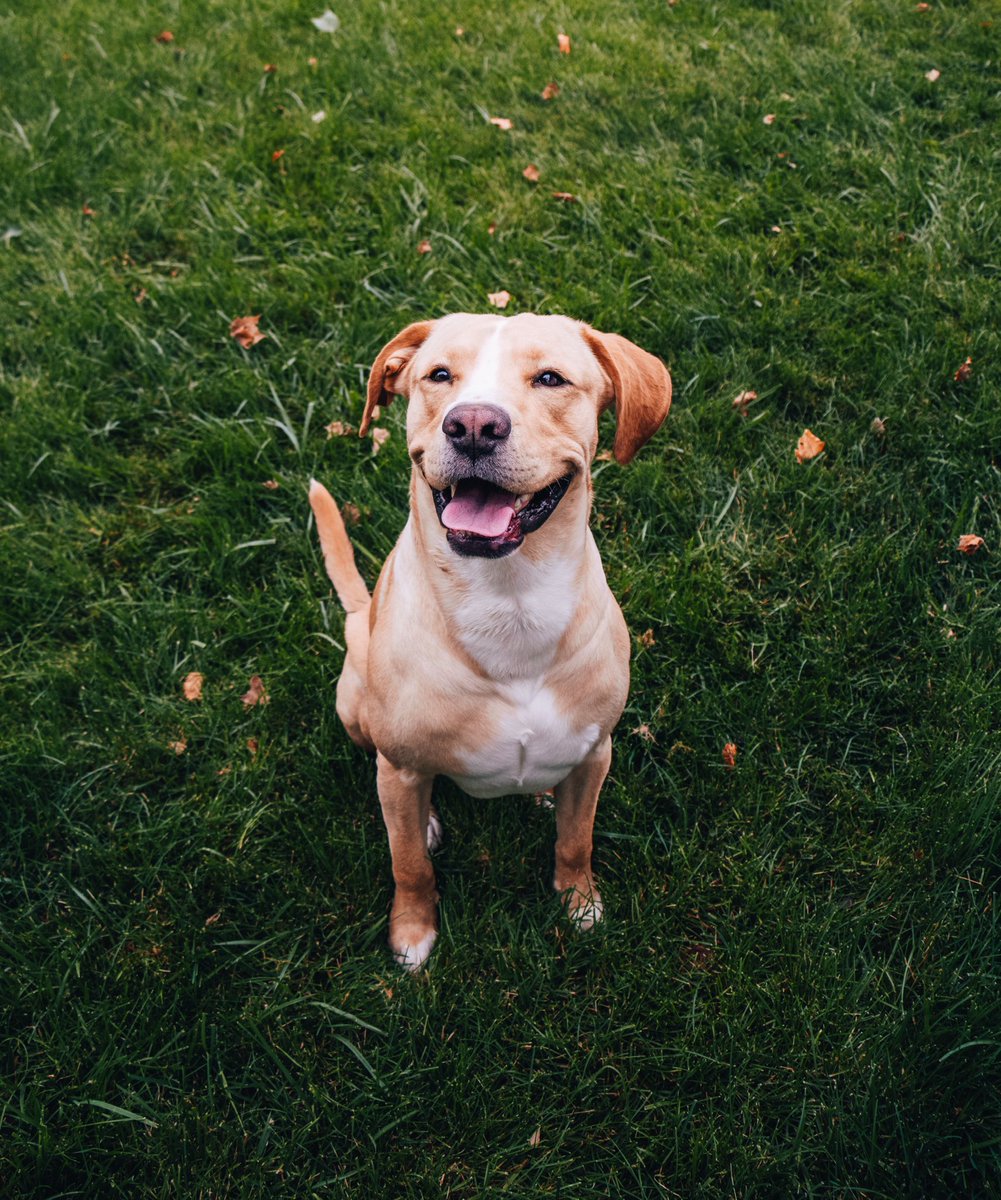 operateunlimit's tweet photo. Love these little mutts 🐾 https://t.co/J44Glxh8ON