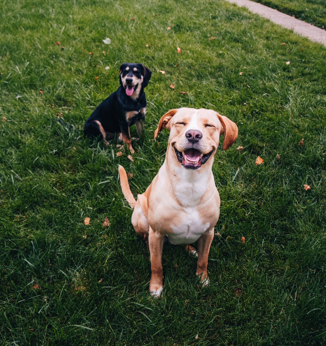 operateunlimit's tweet photo. Love these little mutts 🐾 https://t.co/J44Glxh8ON