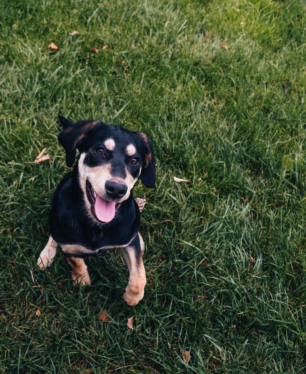 operateunlimit's tweet photo. Love these little mutts 🐾 https://t.co/J44Glxh8ON