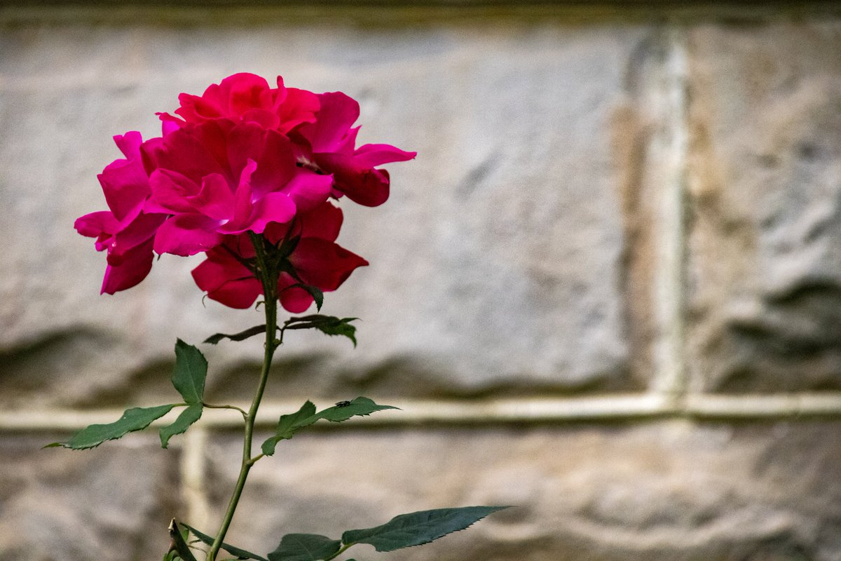 DianeKrauthamer's tweet photo. flower & grotesques along #ConnecticutAveNW, #WashingtonDC 📸 https://t.co/x4rDIdNzVY
@CapitalPhotog @ExposedDC #igdc #acreativedc #202creates #dc_spc #exposeddc #focusonthestory #fots21 https://t.co/I5l6oj7X4V