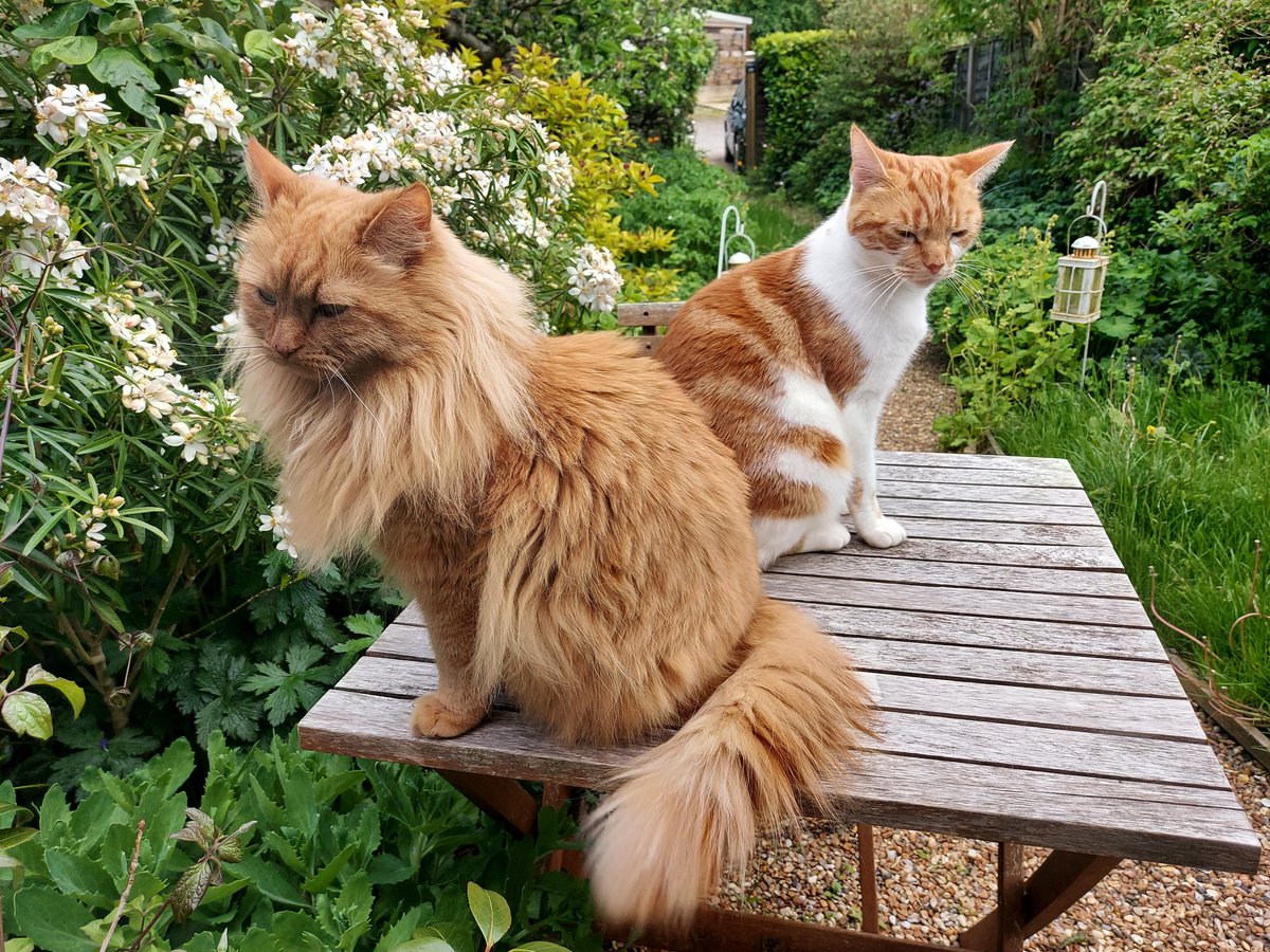SmallCatDiaries's tweet photo. Today we find #Biscuit &amp; #Ruby keeping watch over the front garden at the #SmallCatDiaries cottage.
#Cats #CatsOfTwitter https://t.co/OitvAirpJR