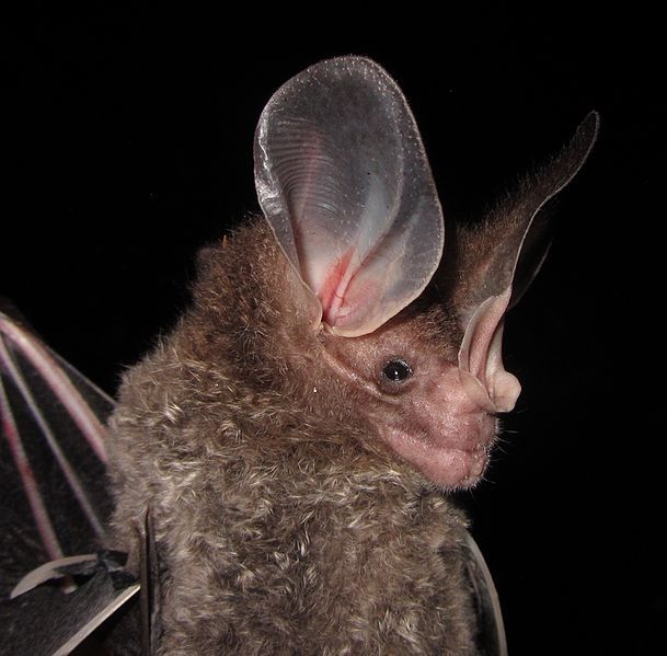 WeLoveBats's tweet photo. Big-Eared Woolly Bats (Chrotopterus auritus) are sizeable predators, and are known to eat small rodents, opossums, and even other bats! Plus, he has some legendary ears. 7/10 #RatingBats https://t.co/w31uAhqGjo