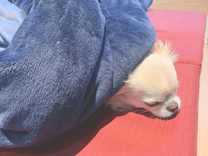 てのひらえる Tenohira El さん の最近のツイート 7 Whotwi グラフィカルtwitter分析