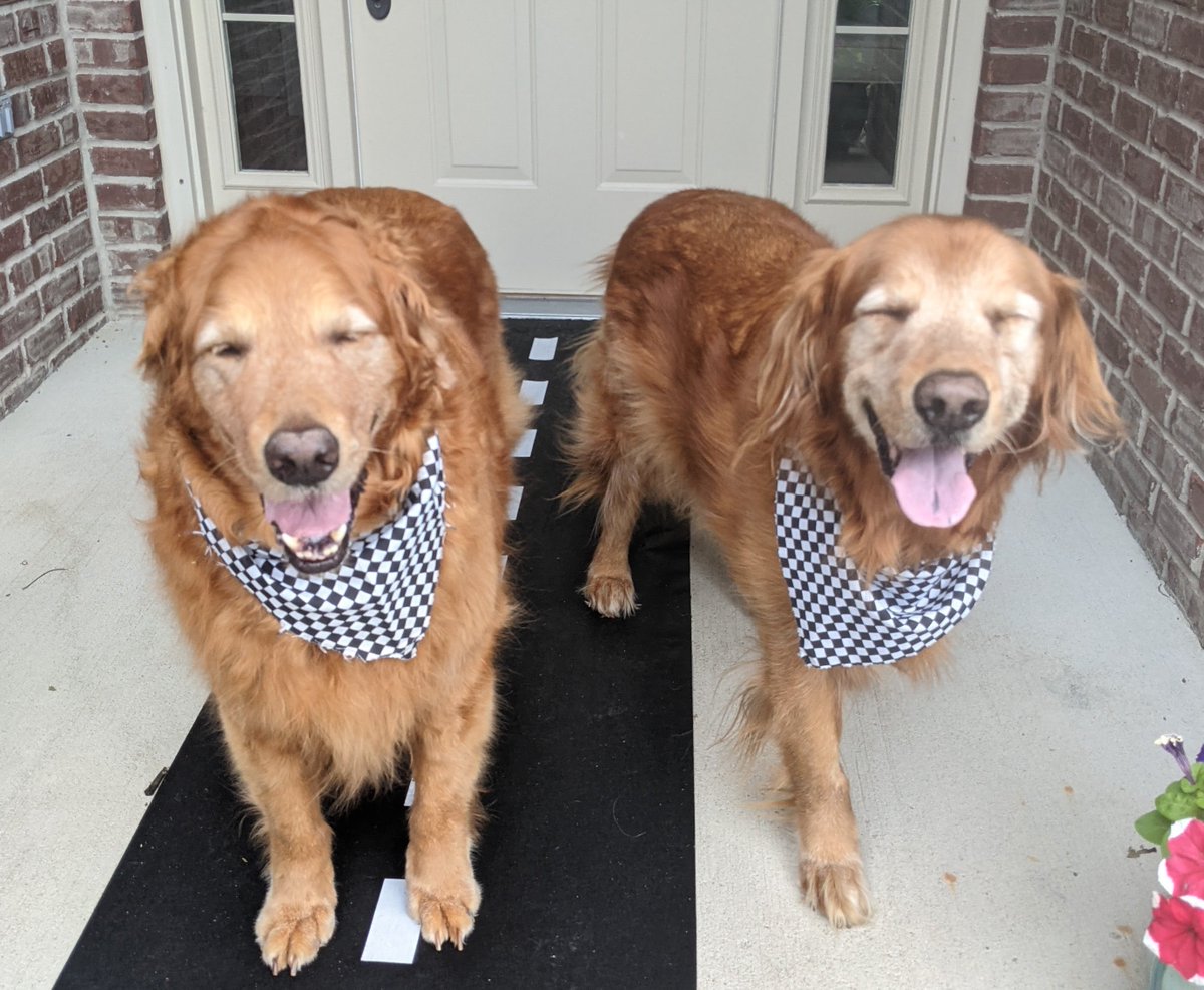 JustGoldens's tweet photo. We are ready to watch the Indy 500!  We are rooting for Helio Castroneves and Scott Dixon.  Who do you think will win?  #Sadie #Marley #indy500 #dog #racedogs #startyourengines https://t.co/68UJoAoqXQ