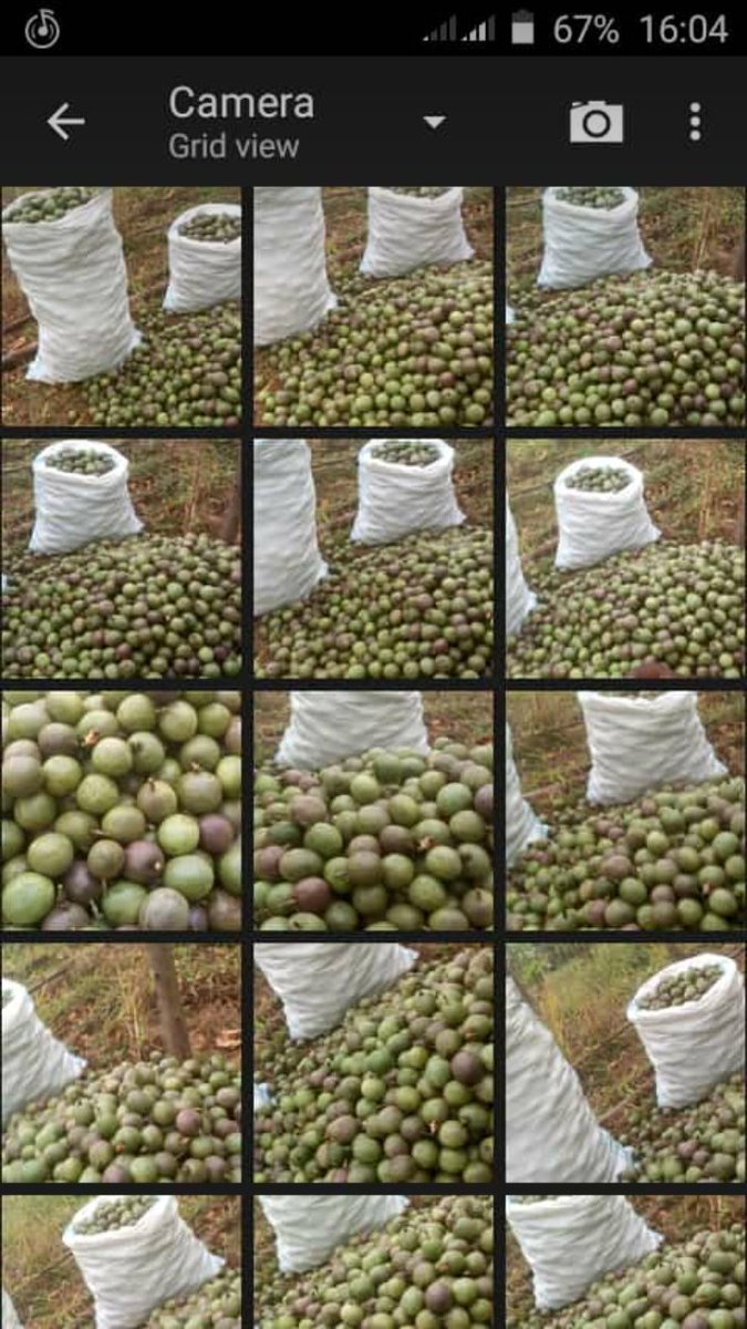 EnockAmpumuza's tweet photo. Today on his #Facebook account Samuel Rutimbirayo an ex-trainee @NLinUganda @FondazioneAVSI #SKYProject shares his #inspiring story of how #embassyvisit turned his life. He has since hosted several visitors, inspired fellow youth and increased passion fruit production. https://t.co/BDNYejgTye