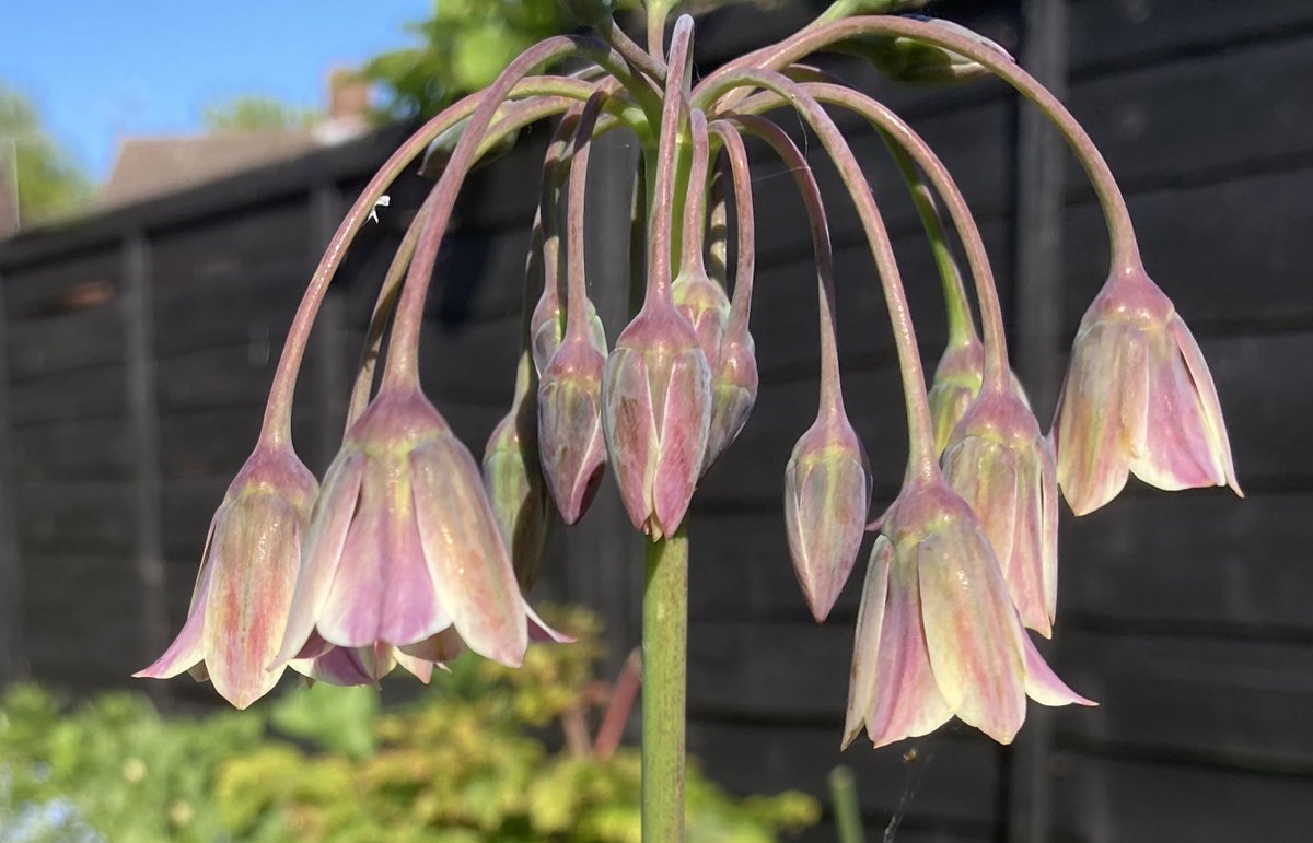 WorldNannys's tweet photo. Stunning Sicilian Honey Garlic ‘Allium siculum’ has flowered
#nannysgardenworld
#Alliumsiculum #sicilianhoneygarlic #bulbs #rightplantrightplace #flowers #garden #mygardentoday https://t.co/NKR82bulp0