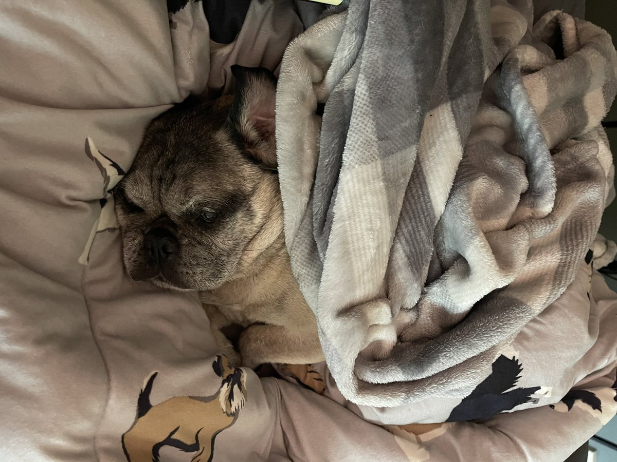 JNathanielLee's tweet photo. They say ‘let sleeping dogs lie,’ and I don’t think our furry family member could agree more with that sentiment… https://t.co/8ErGuGAmns