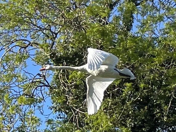 albertkirky's tweet image. Flying through ⁦@TheBlackwoodGC⁩ today #swanlife