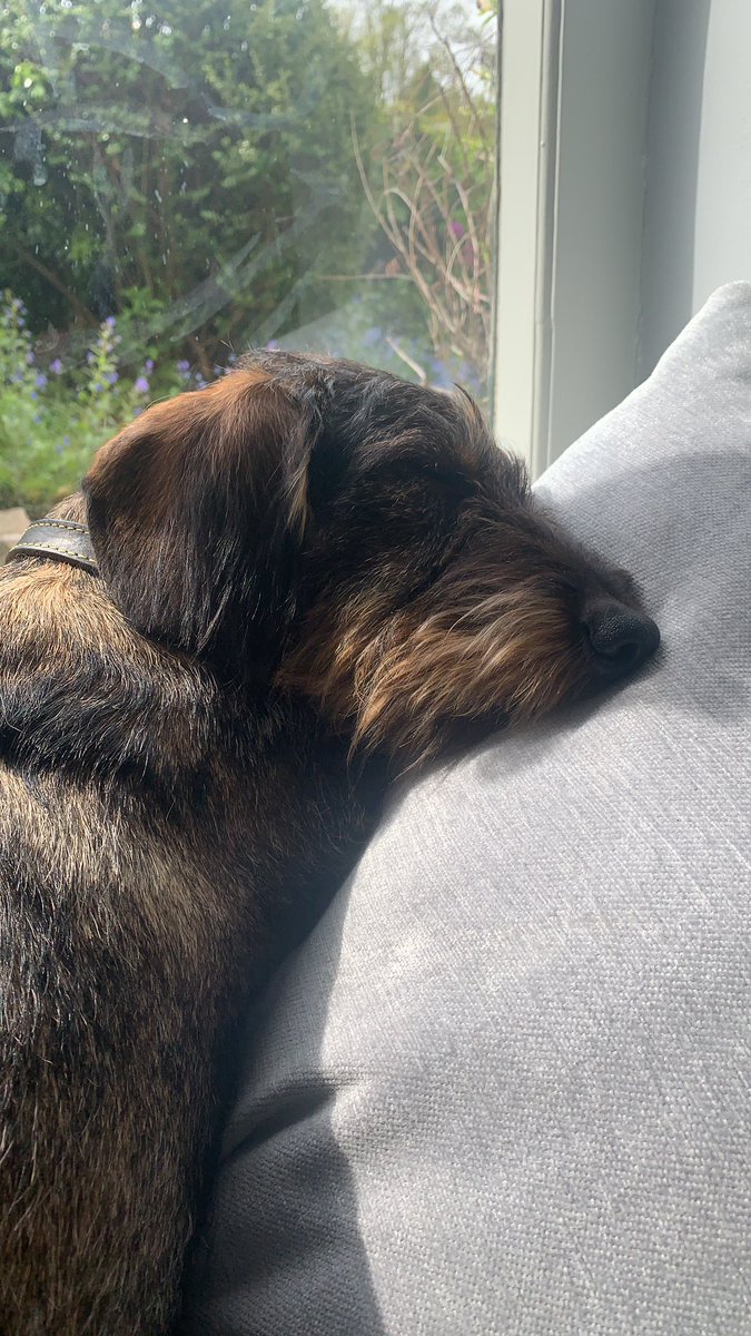 Word of warning! After an evening socialising in our garden, Harry approached us foaming at the mouth and in obvious discomfort. A late trip to the vet - it was either an insect bite on his tongue or he had been in contact with a toad. Watch what your dog picks up in their mouths