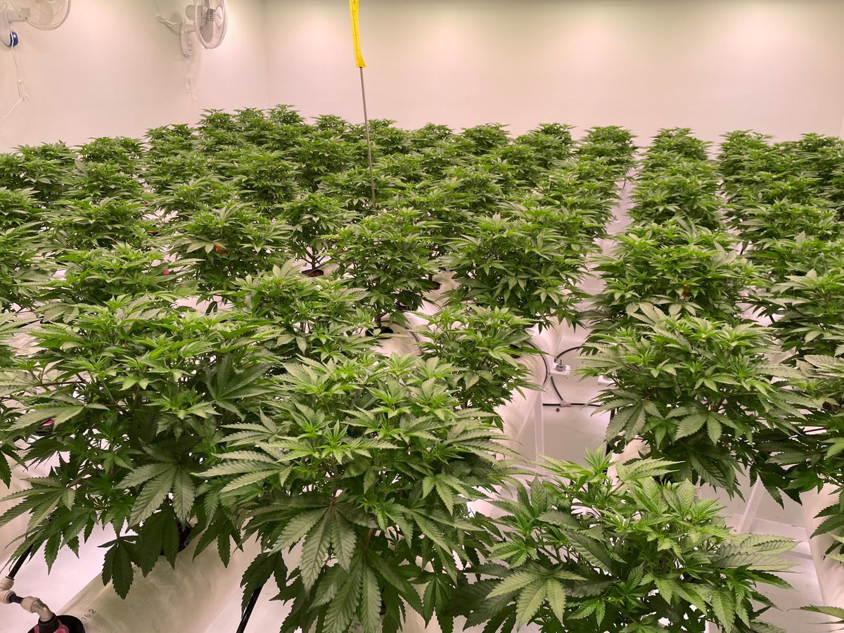 40Cannabis's tweet photo. Here's a pic of our newly named "Farm Gas" This room is three weeks into veg and has been topped twice. Cola count is gonna be high. In honour of @Grow_Supplies Jon letting us use the name he picked, we're going to make a $500 donation to a charity of his choice. https://t.co/1bt2XVn2st