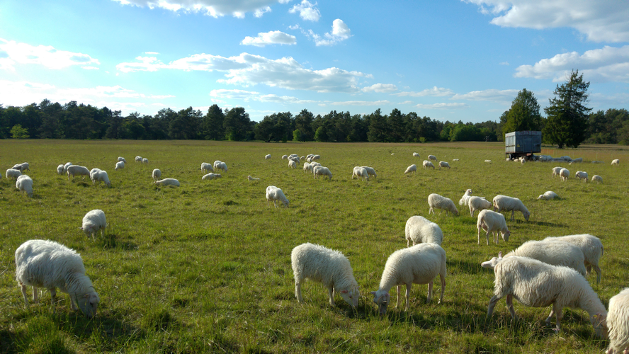 elba013's tweet image. btw: gibt es auch #sheepcontent?