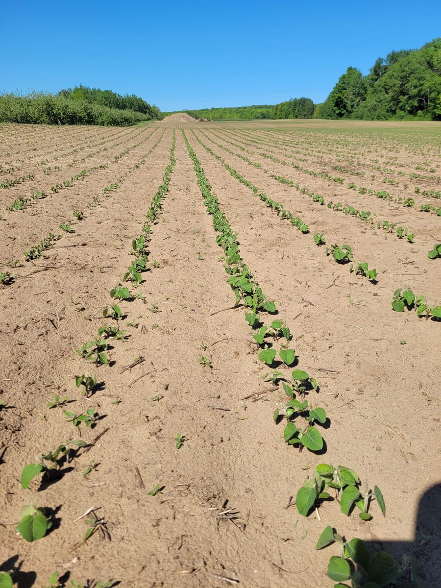 Check your beans! These two fields only a couple miles apart, planted the same day. #Frost