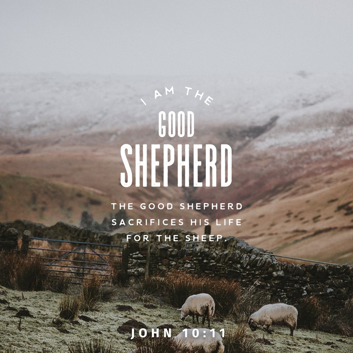 “I am the good shepherd. The good shepherd lays down his life for the sheep.
John 10:11 CSB

bible.com/verse-of-the-d…