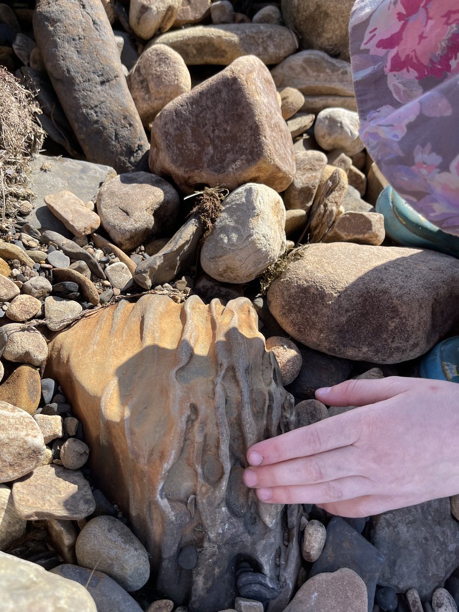 AmandaOwen8's tweet photo. They rock. 🪨 

A Lepidodendron fossil.
An extinct primitive tree-like plant. They were the first large land plants &amp; a major part of the coal forest tropical flora.
They were huge, standing over 30 metres (100 ft), the trunks were often over 1 m (3.3 ft) in diameter.
#yorkshire https://t.co/FBKaLNVfP0