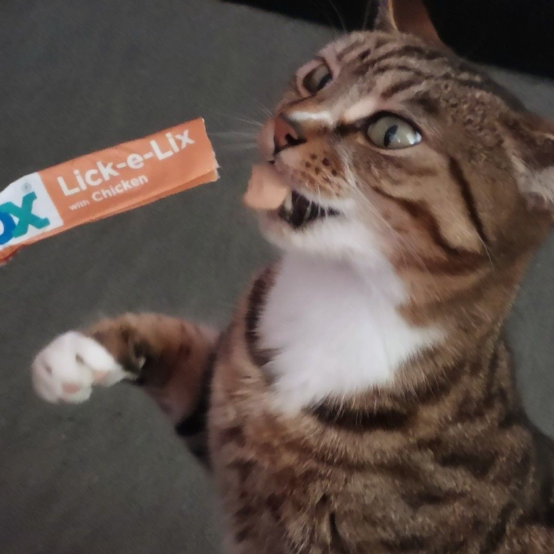 JemzyH's tweet photo. Loving these frozen #webbox #cattreats #caticepops #livingthedream #itsacatslife #sunsout https://t.co/XQVCUiYs6f https://t.co/LK7m3ALcie