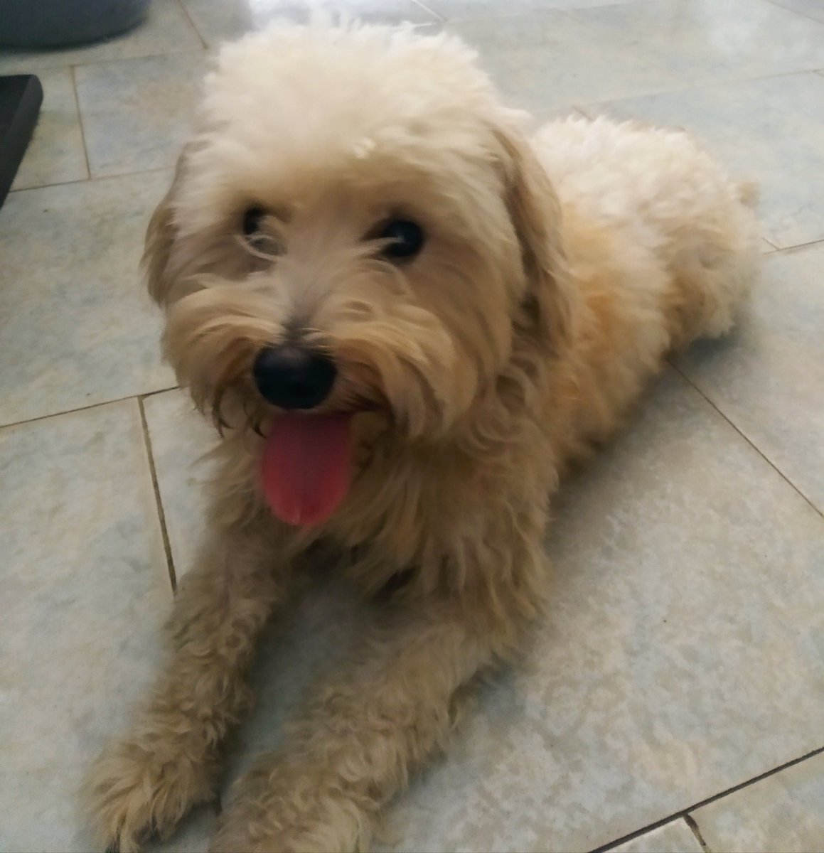 PerroUsuario's tweet photo. #EXTRAVIADO Guanare #Portuguesa RT @carlos_alexan: lo rescate de la avenida para que no fuera atropellado, guanare/portuguesa, sector la comunidad nueva, está perdido, lo tengo en mi casa. https://t.co/oO8LCxz4R6