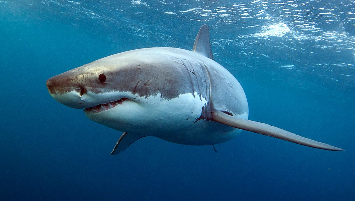 New Study Confirms Sharks Just Really Angry Dolphins bit.ly/3frTdgy