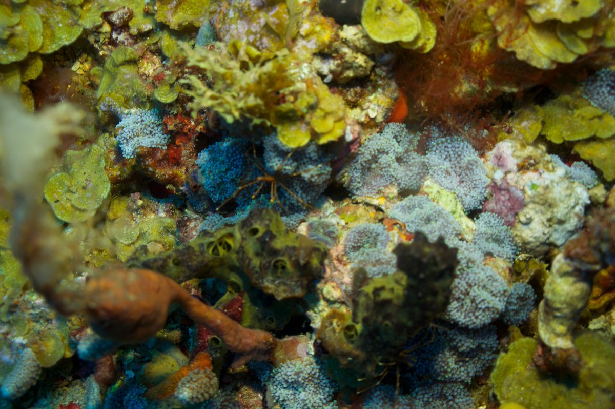 ParquesColombia's tweet photo. #SabíasQue
En lo profundo del mar Caribe, el PNN Corales de Profundidad conserva ecosistemas de coral con gran diversidad de especies de crustáceos, peces, moluscos y estrellas de mar, entre otros, contribuyendo a su vez a evitar la escasez de recursos pesqueros.
📸 Ecoral https://t.co/rozRP4mOHd