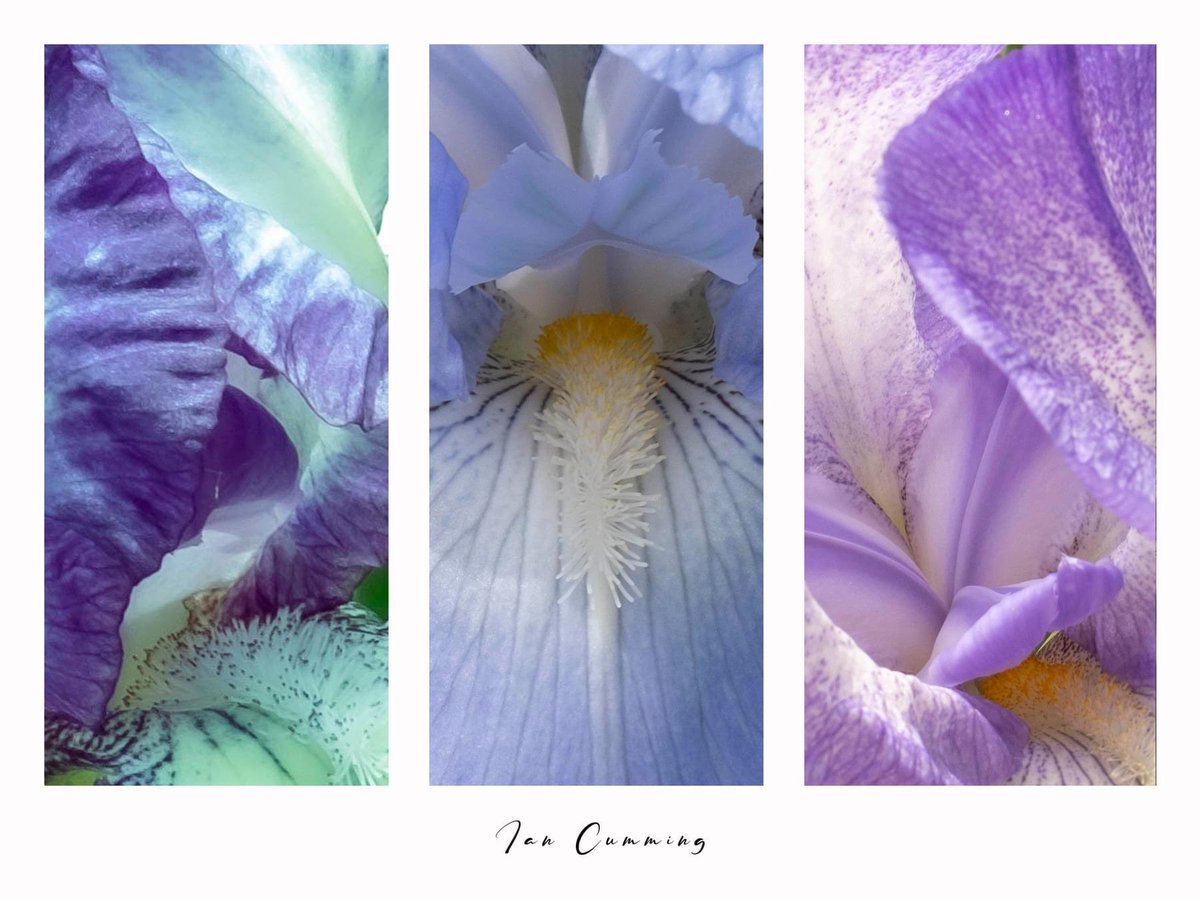 Really great day at mottisfont today  #flowers #nature #photography #naturephotography #love #beautiful #photooftheday #travel #summer #flower #art #instagood