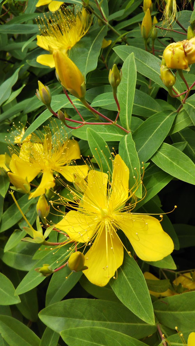 ししゃも 今日の手洗いは 百人一首の九十六 入道前太政大臣様とともに 花さそふ 嵐の庭の 雪ならで ふりゆくものは 我が身なりけり しん と心に染みるような歌ですが でも今日は げんげん元気な月曜日 張り切っていきましょ おはようございます