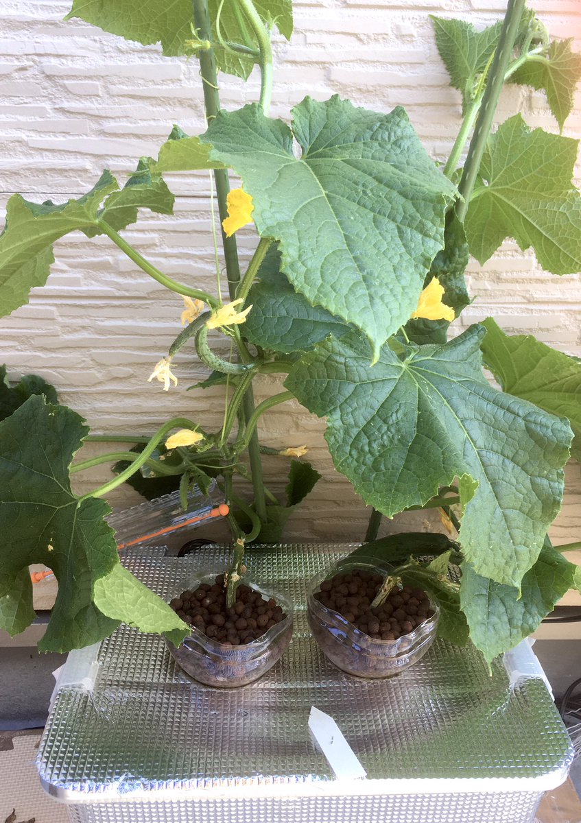 デコきゅう Trsene V Twitter