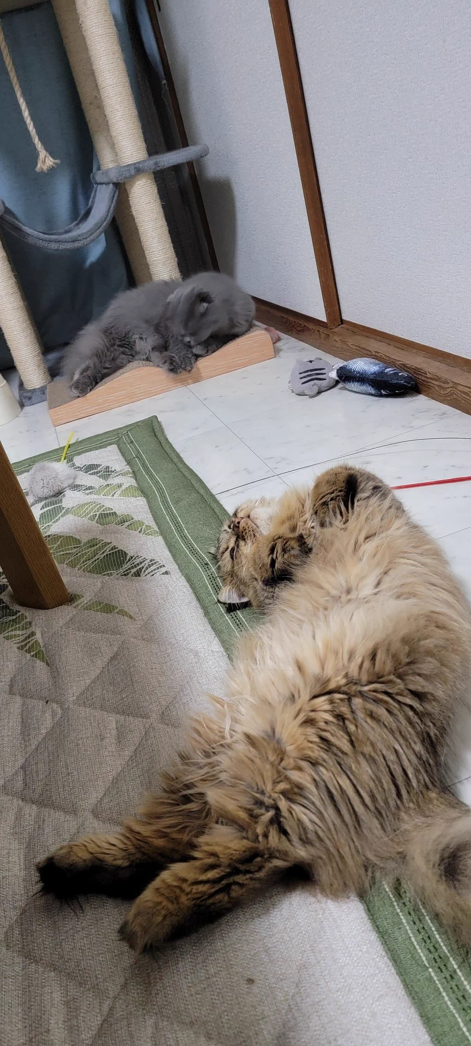 @tomeji1106 うちの子達もソーシャルディスタンスです😋 