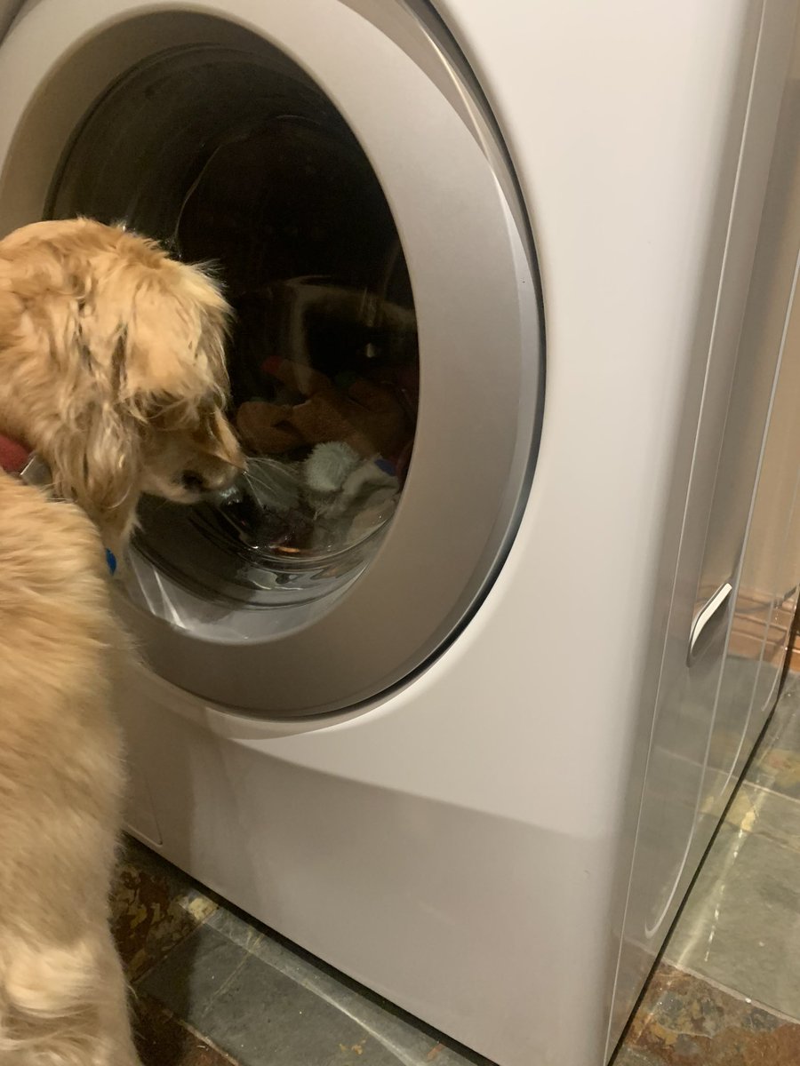 hellobvp's tweet image. My doggy is v concerned her toys are getting a wash rn