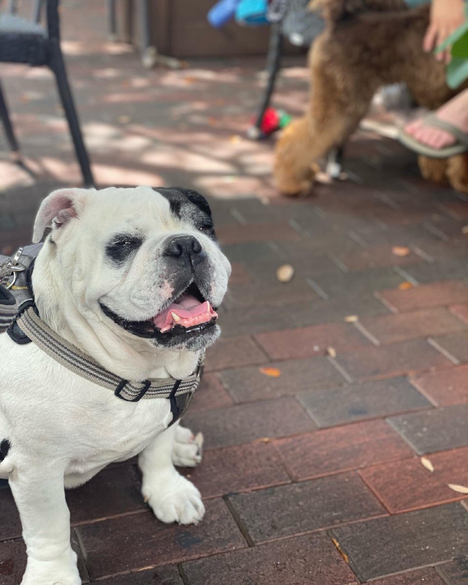 Bullyfambam's tweet photo. Brunchin Bully in full effect. @GreenStreetCafe #bullyfambam #miami https://t.co/OuvKkbm121