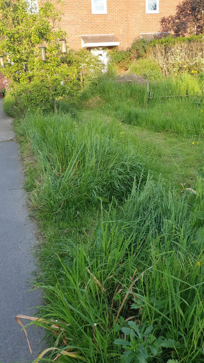 HeatherHulse2's tweet photo. My no mow May https://t.co/JEhwv35qgw