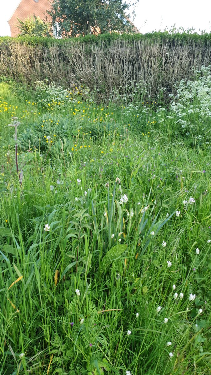 HeatherHulse2's tweet photo. My no mow May https://t.co/JEhwv35qgw