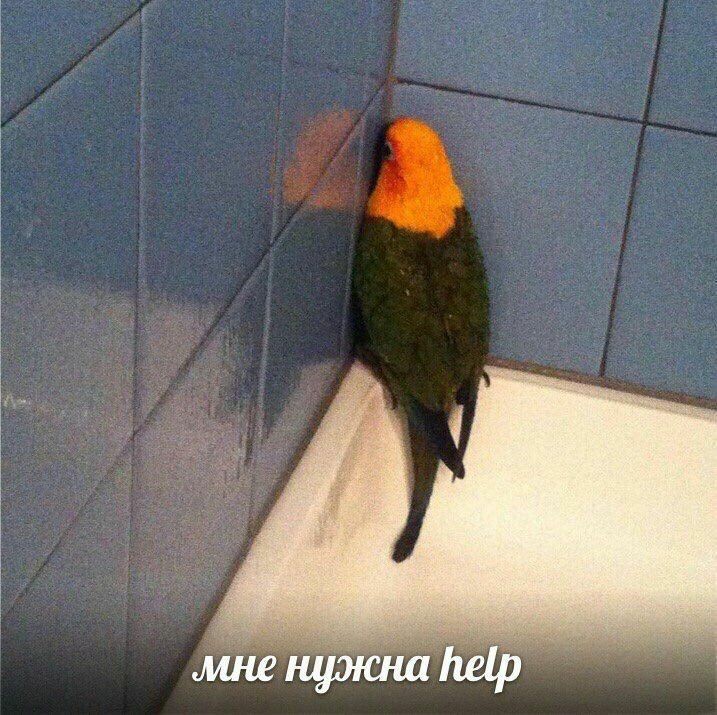 vivian_min_'s tweet photo. я днем: керамически похуй, алмазно насрать, кристально поебать.

я ночью: https://t.co/QIG4YjoIy9