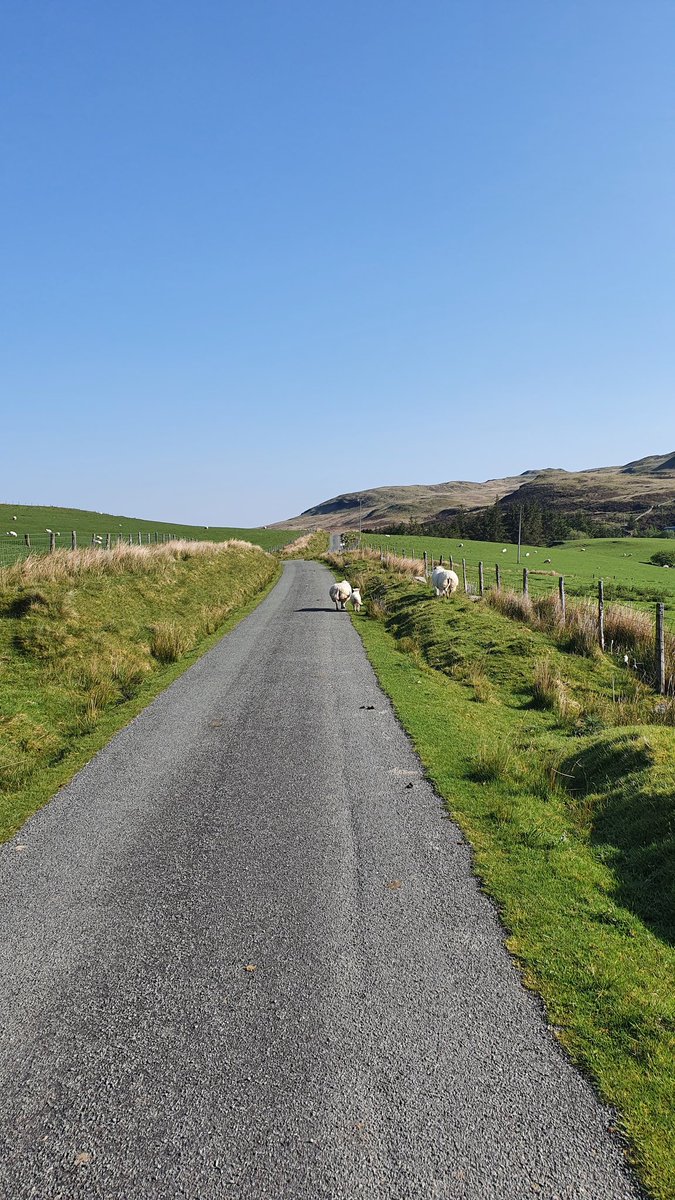 MrSlater9's tweet photo. Amazing 10k in the Welsh hills this morning! Sheep make pretty good pacers to be fair... #ukrunchat https://t.co/UC3qURGmXz