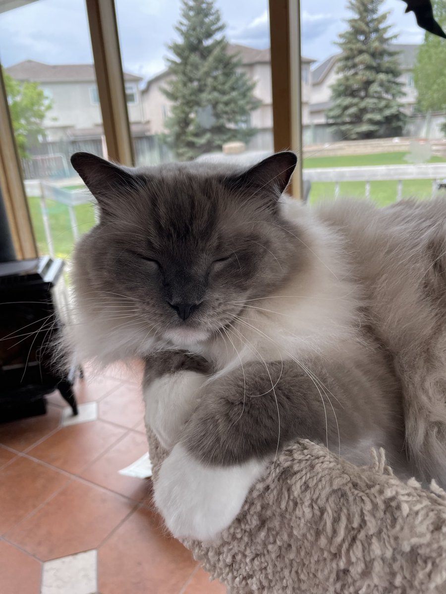 Meika91433982's tweet photo. Meiku is soooo sleepy today...
#CatsOfTwitter #CatsOnTwitter #Cats #Ragdollcats #CatsOfQuarantine https://t.co/eJd8zRAUU8