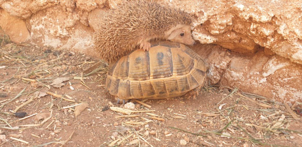 SyrianSanctuary's tweet photo. Friendship and love have no race or borders in Ernesto’s sanctuary.
Syrian animals can teach us many many things.
What do you think about? https://t.co/PJ8PTcR2WJ
